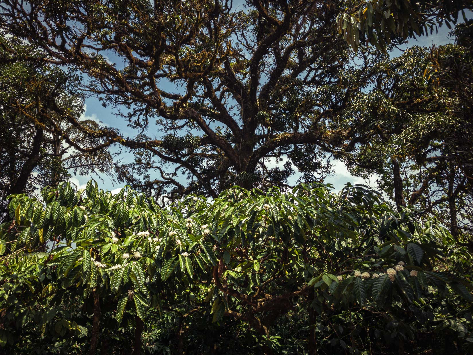 Un jardin d’épices, de thé et de café, véritable paradis de la biodiversité sur la chaîne des Ghats occidentaux au Karnataka